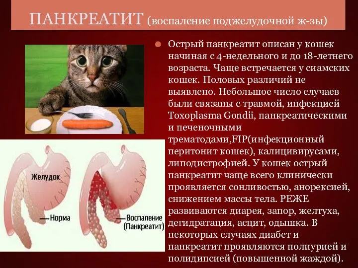 ПАНКРЕАТИТ (воспаление поджелудочной ж-зы) Острый панкреатит описан у кошек начиная с 4-недельного