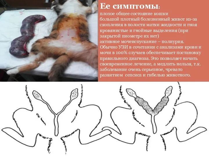 Ее симптомы: плохое общее состояние кошки большой плотный болезненный живот из-за скопления