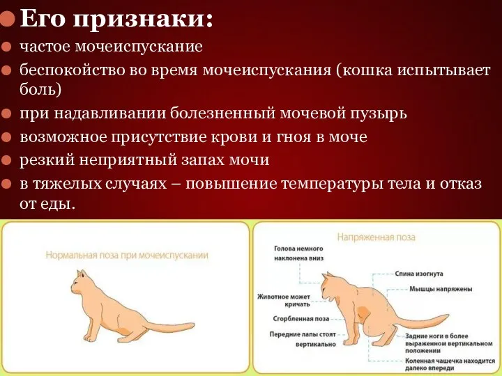 Его признаки: частое мочеиспускание беспокойство во время мочеиспускания (кошка испытывает боль) при