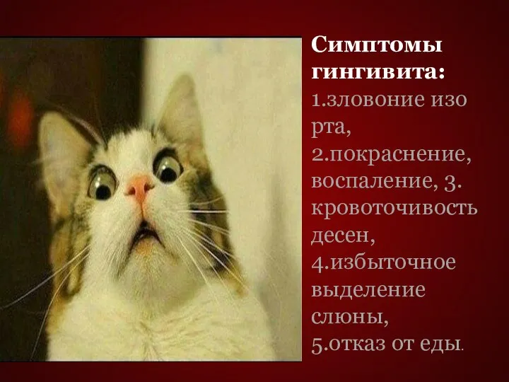 Симптомы гингивита: 1.зловоние изо рта, 2.покраснение, воспаление, 3.кровоточивость десен, 4.избыточное выделение слюны, 5.отказ от еды.