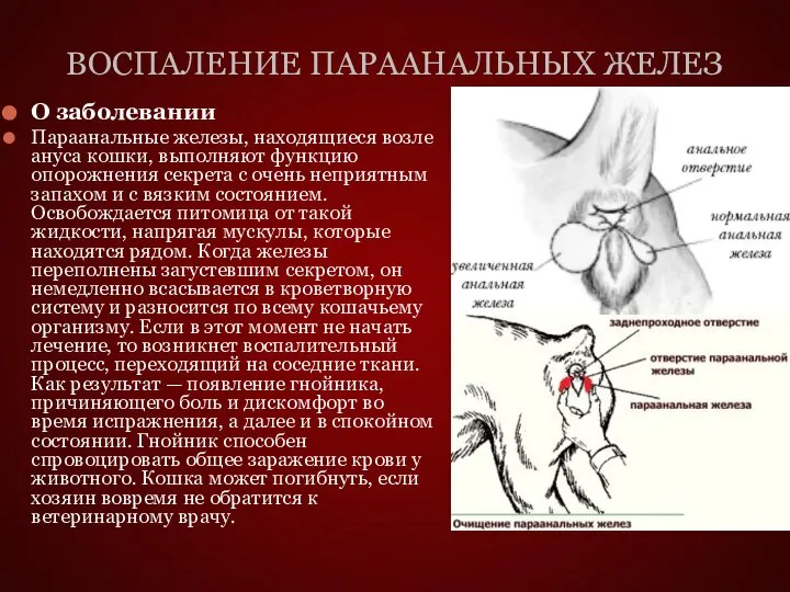 ВОСПАЛЕНИЕ ПАРААНАЛЬНЫХ ЖЕЛЕЗ О заболевании Параанальные железы, находящиеся возле ануса кошки, выполняют