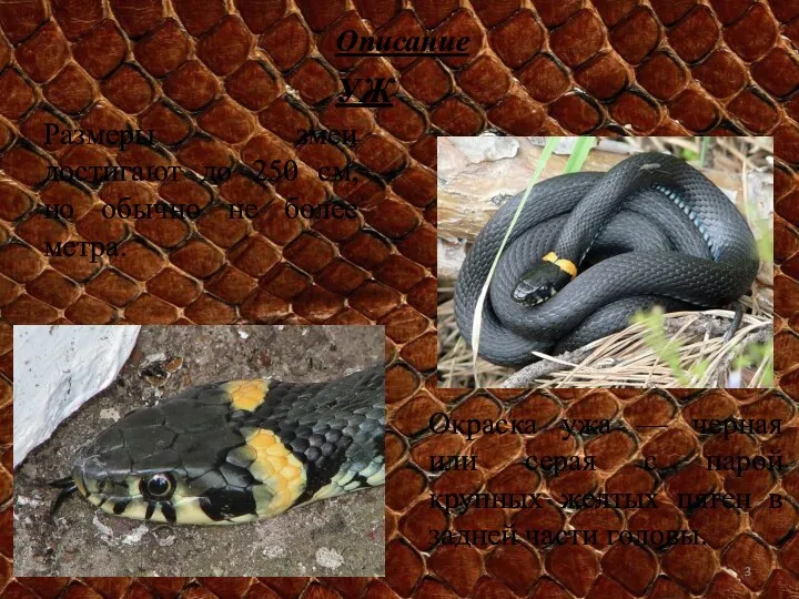 УЖ Размеры змеи достигают до 250 см, но обычно не более метра.