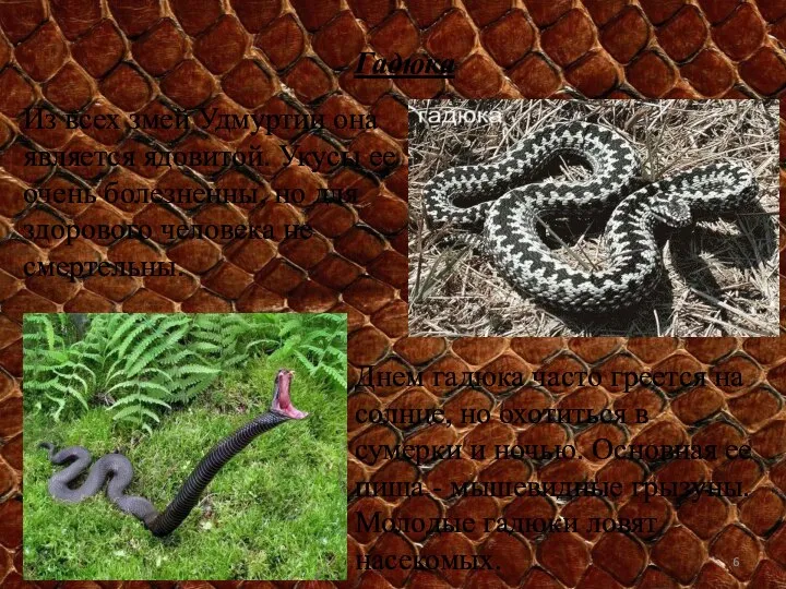 Гадюка Из всех змей Удмуртии она является ядовитой. Укусы ее очень болезненны,