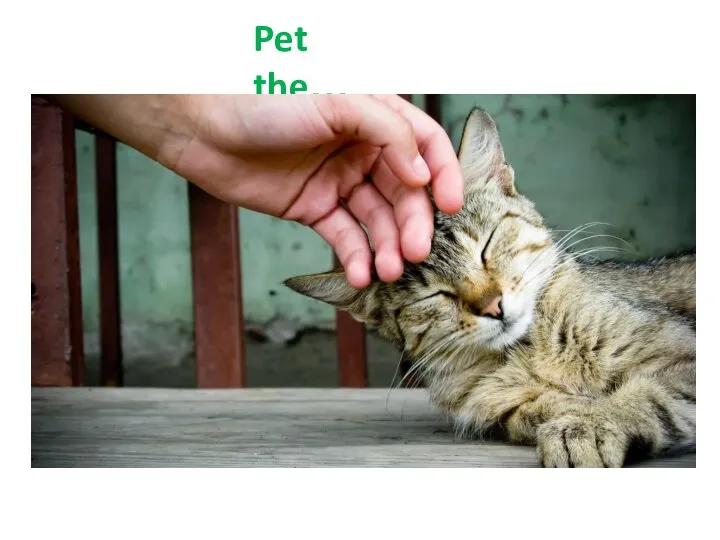 Pet the…