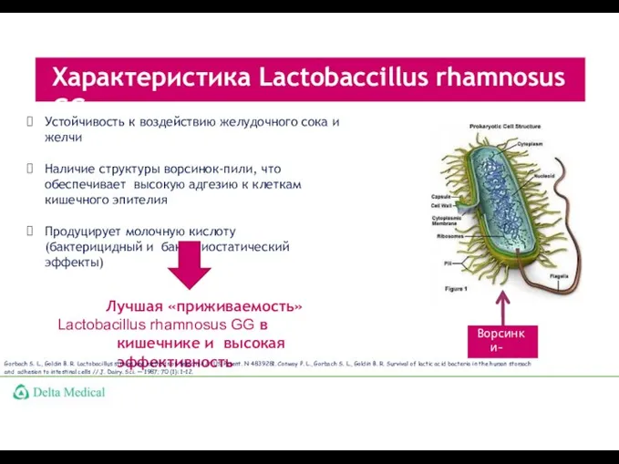 Характеристика Lactobaccillus rhamnosus GG Устойчивость к воздействию желудочного сока и желчи Наличие