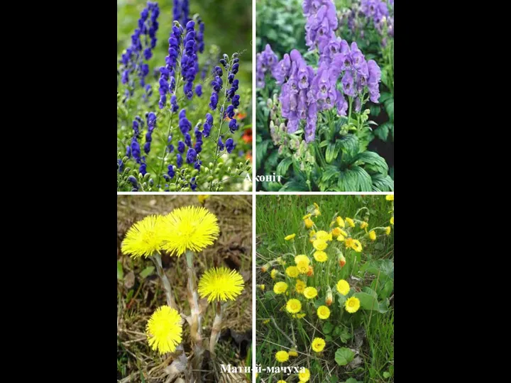 Лядвенец Люцерна Мати-й-мачуха Аконіт