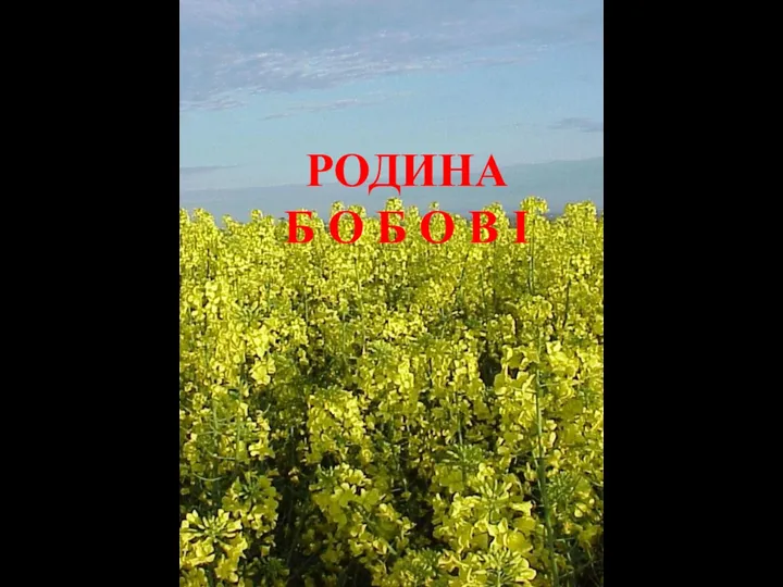 РОДИНА Б О Б О В І