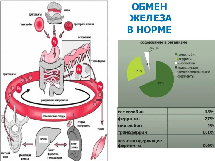 ОБМЕН ЖЕЛЕЗА В НОРМЕ