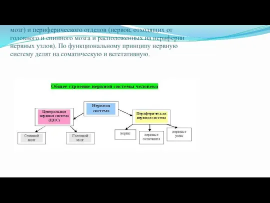 Нервная система состоит из центрального (головной и спинной мозг) и периферического отделов