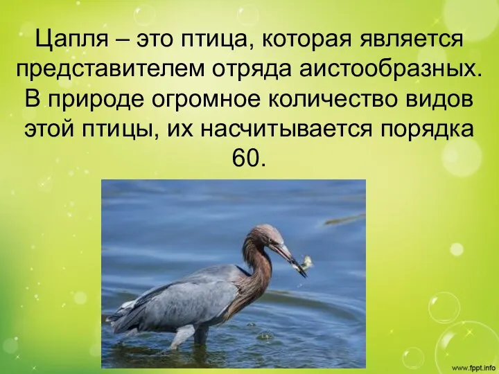 Цапля – это птица, которая является представителем отряда аистообразных. В природе огромное