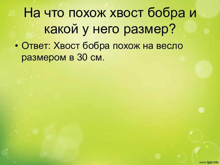 На что похож хвост бобра и какой у него размер? Ответ: Хвост