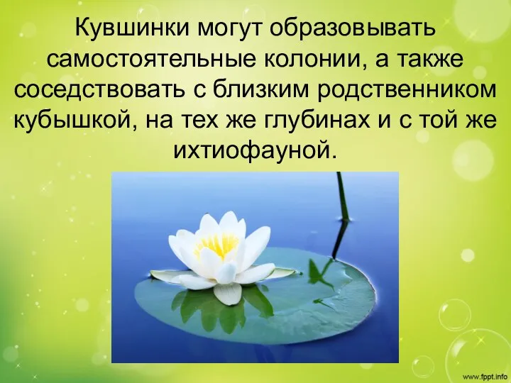 Кувшинки могут образовывать самостоятельные колонии, а также соседствовать с близким родственником кубышкой,