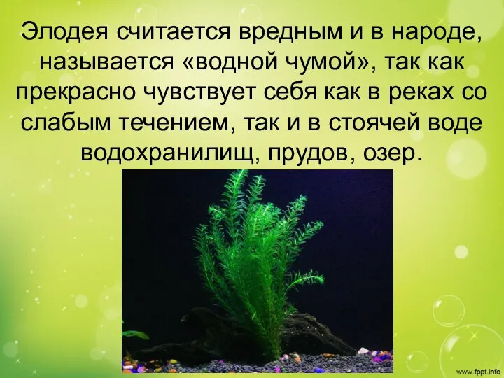 Элодея считается вредным и в народе, называется «водной чумой», так как прекрасно