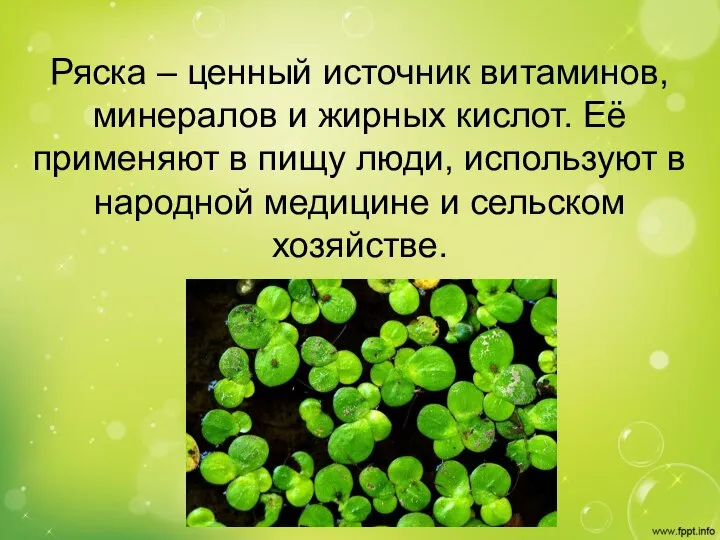 Ряска – ценный источник витаминов, минералов и жирных кислот. Её применяют в