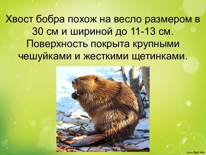 Хвост бобра похож на весло размером в 30 см и шириной до