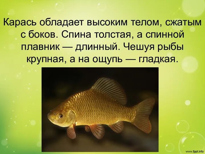 Карась обладает высоким телом, сжатым с боков. Спина толстая, а спинной плавник