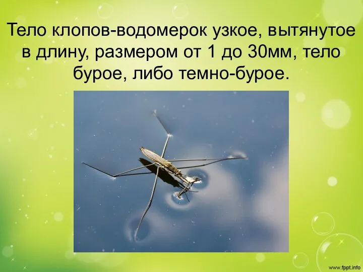 Тело клопов-водомерок узкое, вытянутое в длину, размером от 1 до 30мм, тело бурое, либо темно-бурое.