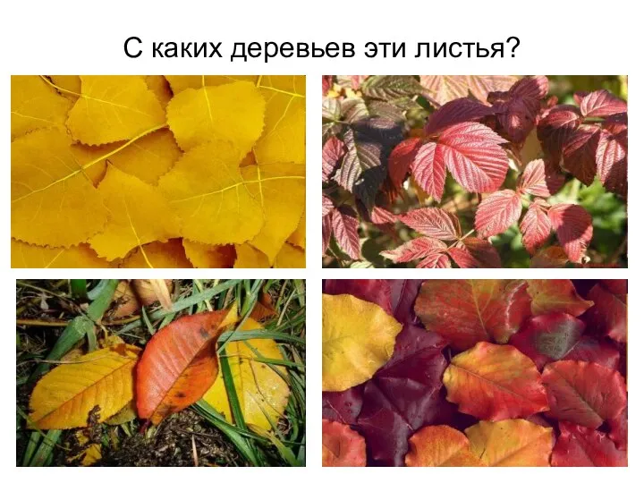 С каких деревьев эти листья?