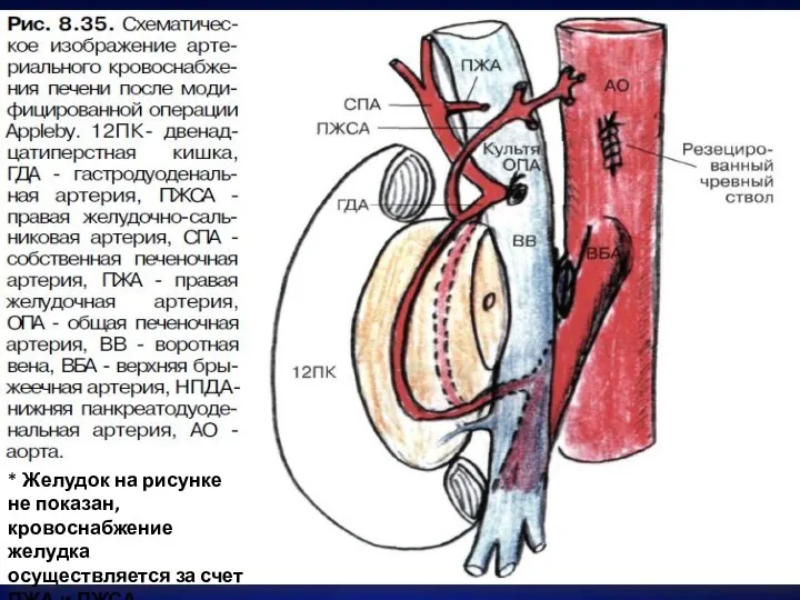 * Желудок на рисунке не показан, кровоснабжение желудка осуществляется за счет ПЖА и ПЖСА.