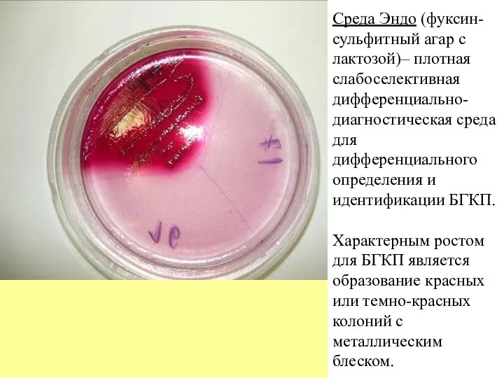 Среда Эндо (фуксин-сульфитный агар с лактозой)– плотная слабоселективная дифференциально-диагностическая среда для дифференциального