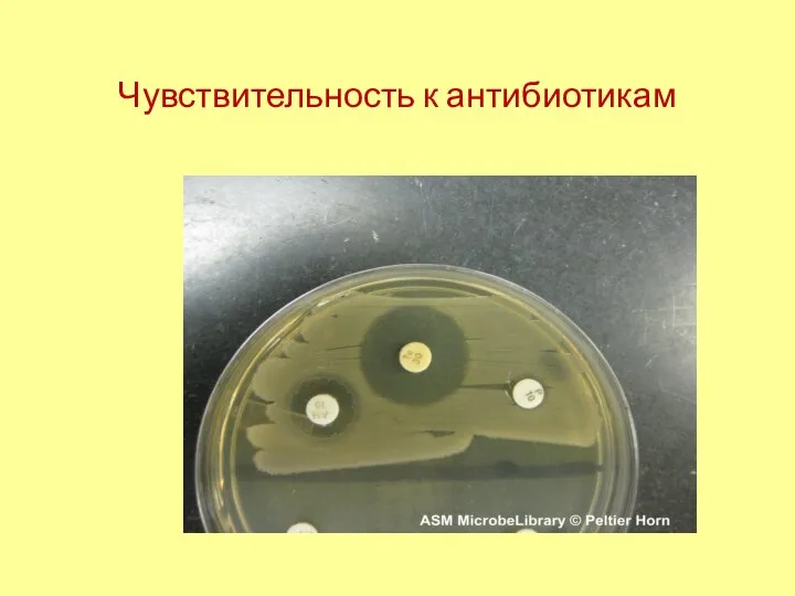 Чувствительность к антибиотикам