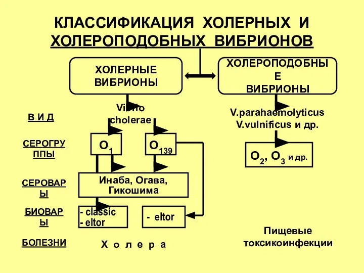 КЛАССИФИКАЦИЯ ХОЛЕРНЫХ И ХОЛЕРОПОДОБНЫХ ВИБРИОНОВ ХОЛЕРНЫЕ ВИБРИОНЫ ХОЛЕРОПОДОБНЫЕ ВИБРИОНЫ В И Д