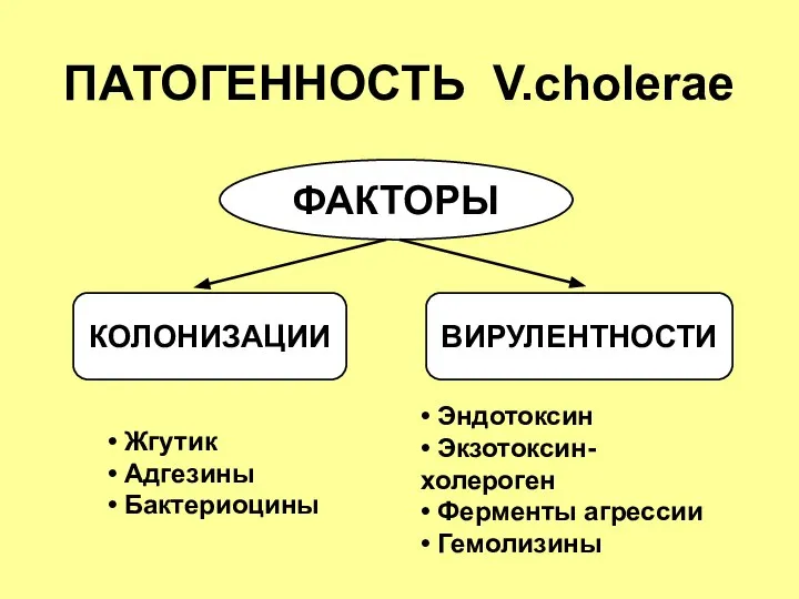 ПАТОГЕННОСТЬ V.cholerae ФАКТОРЫ КОЛОНИЗАЦИИ ВИРУЛЕНТНОСТИ • Жгутик • Адгезины • Бактериоцины •