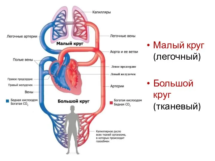 Малый круг (легочный) Большой круг (тканевый)