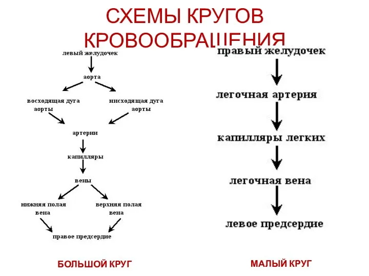 СХЕМЫ КРУГОВ КРОВООБРАЩЕНИЯ БОЛЬШОЙ КРУГ МАЛЫЙ КРУГ