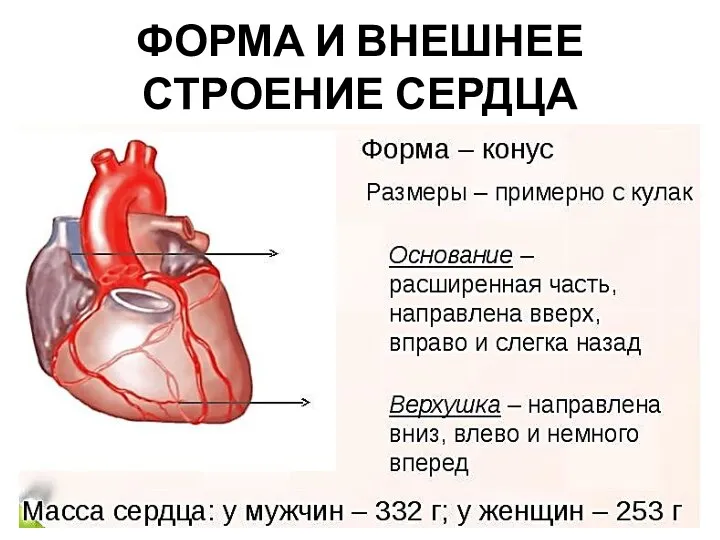 ФОРМА И ВНЕШНЕЕ СТРОЕНИЕ СЕРДЦА