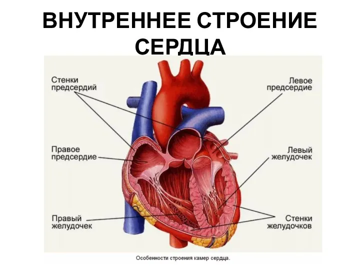 ВНУТРЕННЕЕ СТРОЕНИЕ СЕРДЦА