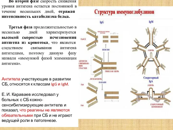 Во второй фазе скорость снижения уровня антигена остается постоянной в течение нескольких