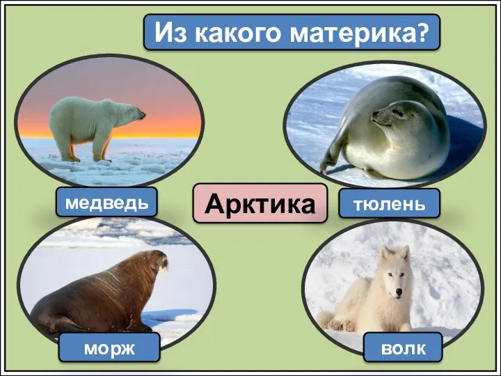 Из какого материка? Арктика медведь морж тюлень волк