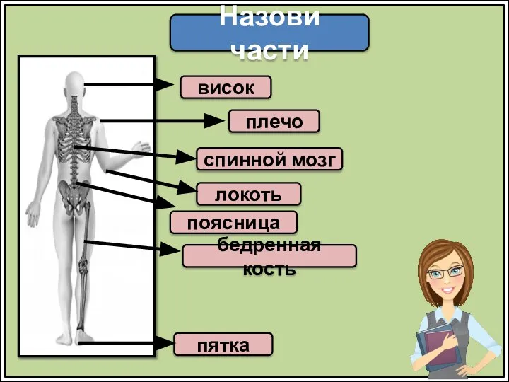 Назови части висок плечо локоть поясница спинной мозг бедренная кость пятка