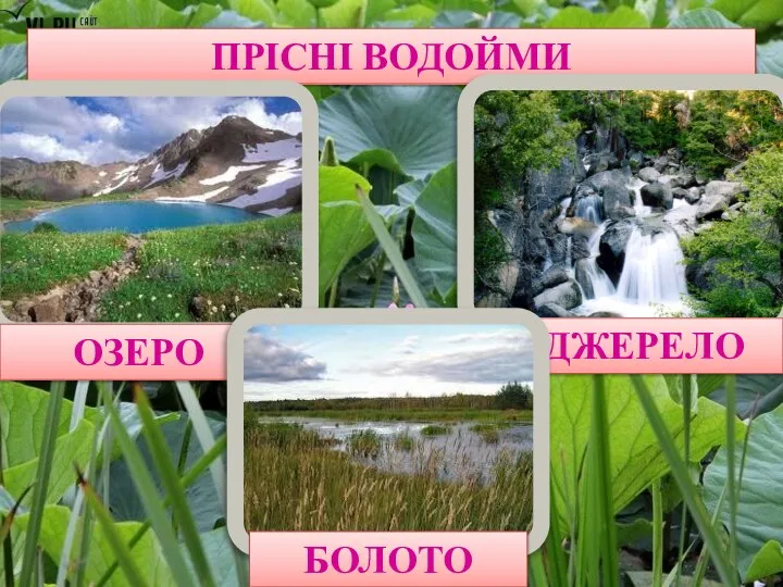 ПРІСНІ ВОДОЙМИ ОЗЕРО ДЖЕРЕЛО БОЛОТО