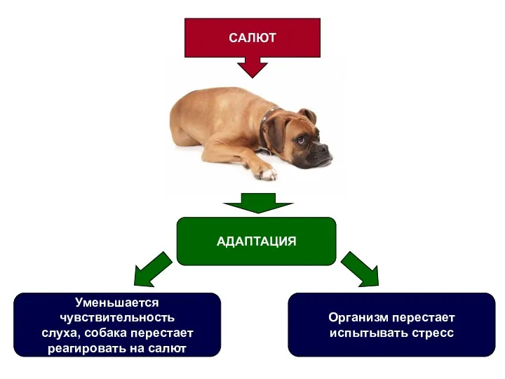 САЛЮТ Уменьшается чувствительность слуха, собака перестает реагировать на салют АДАПТАЦИЯ Организм перестает испытывать стресс