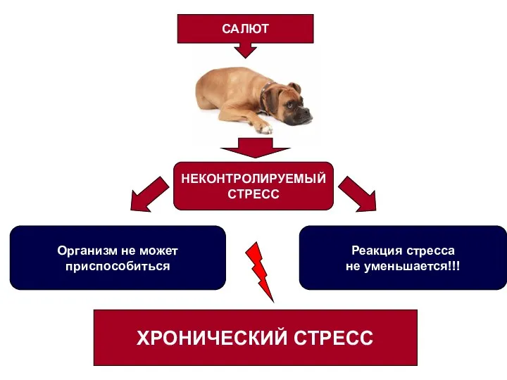 САЛЮТ Организм не может приспособиться НЕКОНТРОЛИРУЕМЫЙ СТРЕСС Реакция стресса не уменьшается!!! ХРОНИЧЕСКИЙ СТРЕСС