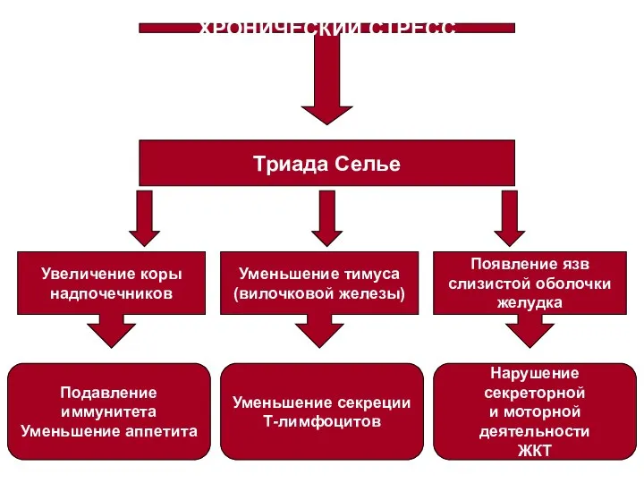 ХРОНИЧЕСКИЙ СТРЕСС Триада Селье Появление язв слизистой оболочки желудка Уменьшение тимуса (вилочковой