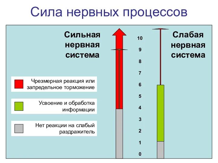 Сила нервных процессов Сильная нервная система Слабая нервная система 10 9 8