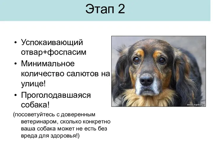 Этап 2 Успокаивающий отвар+фоспасим Минимальное количество салютов на улице! Проголодавшаяся собака! (посоветуйтесь