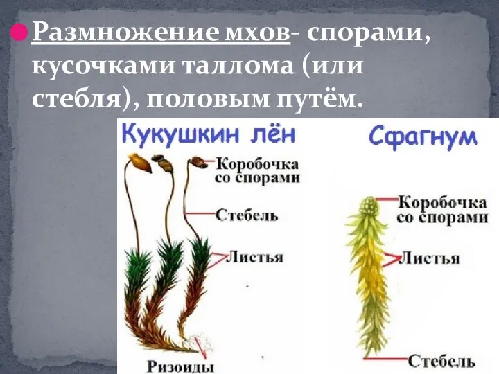 Размножение мхов- спорами, кусочками таллома (или стебля), половым путём.