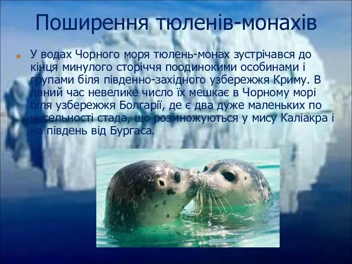 У водах Чорного моря тюлень-монах зустрічався до кінця минулого сторіччя поодинокими особинами