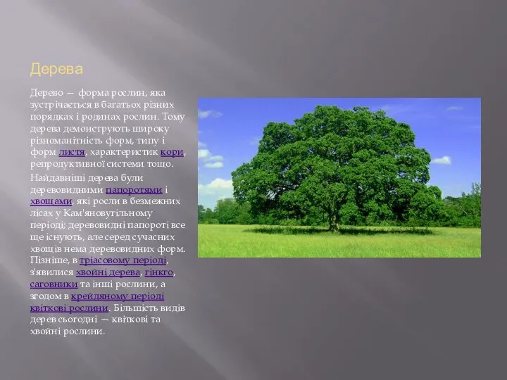 Дерева Дерево — форма рослин, яка зустрічається в багатьох різних порядках і