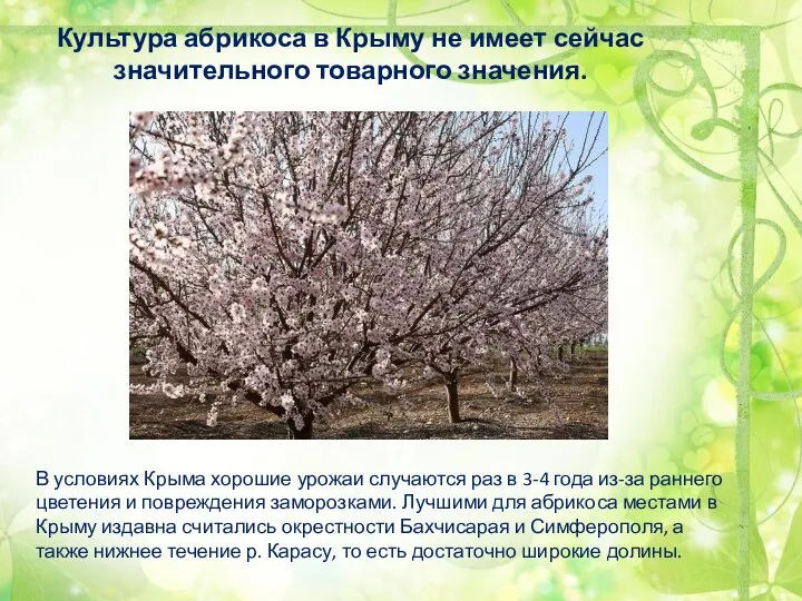 Культура абрикоса в Крыму не имеет сейчас значительного товарного значения. В условиях