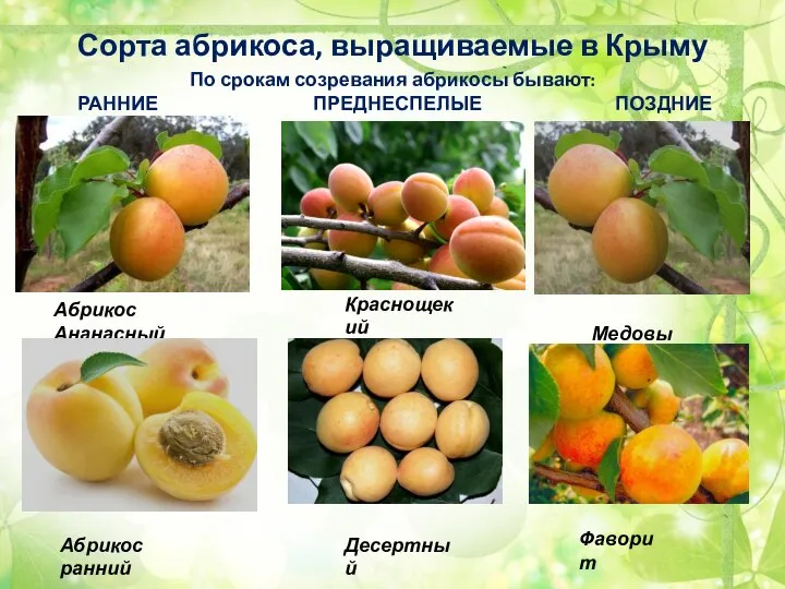 Сорта абрикоса, выращиваемые в Крыму По срокам созревания абрикосы бывают: РАННИЕ ПРЕДНЕСПЕЛЫЕ
