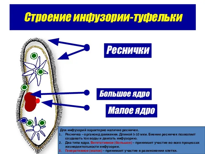 Строение инфузории-туфельки Реснички Большое ядро Малое ядро Для инфузорий характерно наличие ресничек.