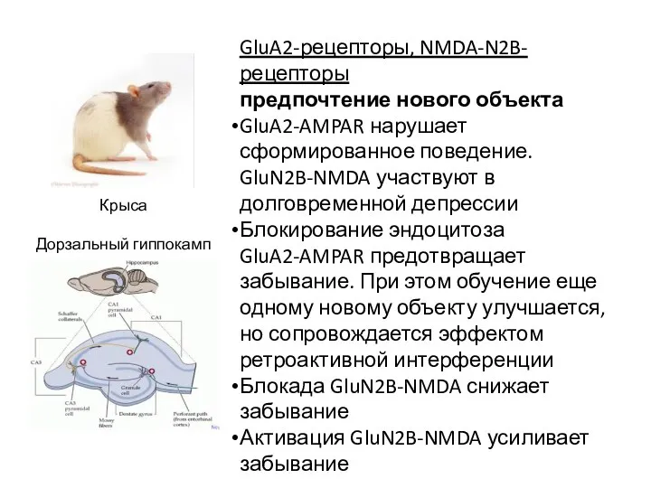 Крыса Дорзальный гиппокамп GluA2-рецепторы, NMDA-N2B-рецепторы предпочтение нового объекта GluA2-AMPAR нарушает сформированное поведение.