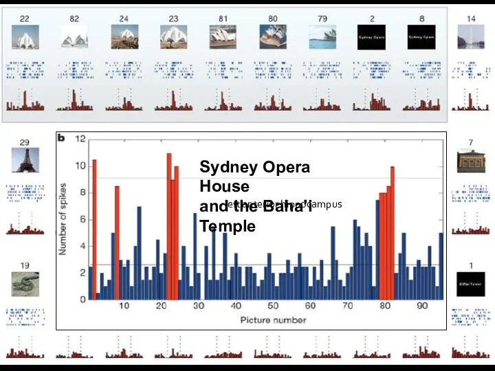 Sydney Opera House and the Baha’i Temple left anterior hippocampus