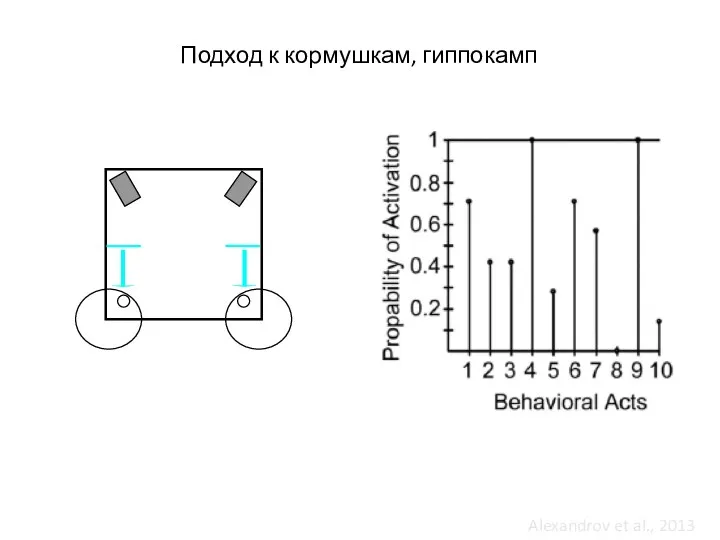 Alexandrov et al., 2013 Подход к кормушкам, гиппокамп