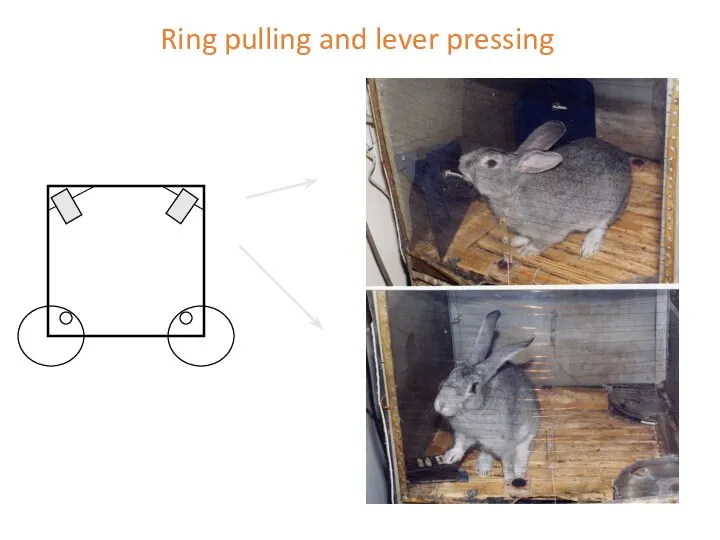 Ring pulling and lever pressing